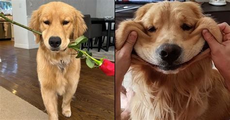 golden retriever boyfriend adalah|What It Means to Be a Golden Retriever Boyfriend